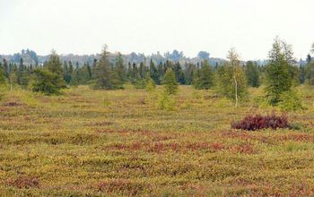 peatland methane on local field